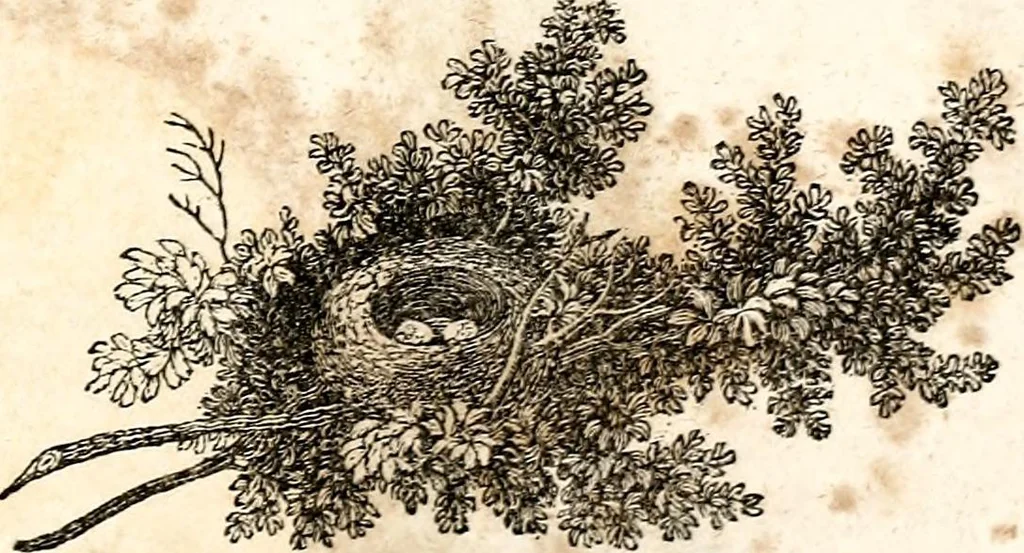 An illustration from The girl's own book, 1833, leaf 52