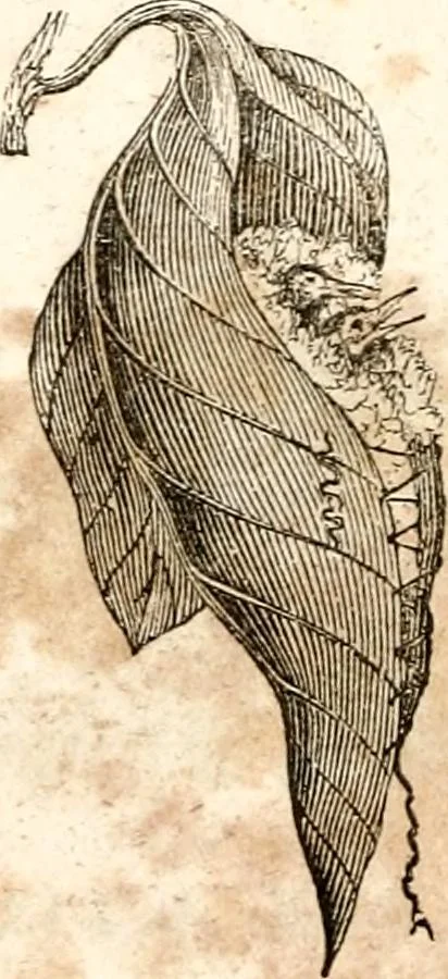 An illustration from The girl's own book, 1833, leaf 53