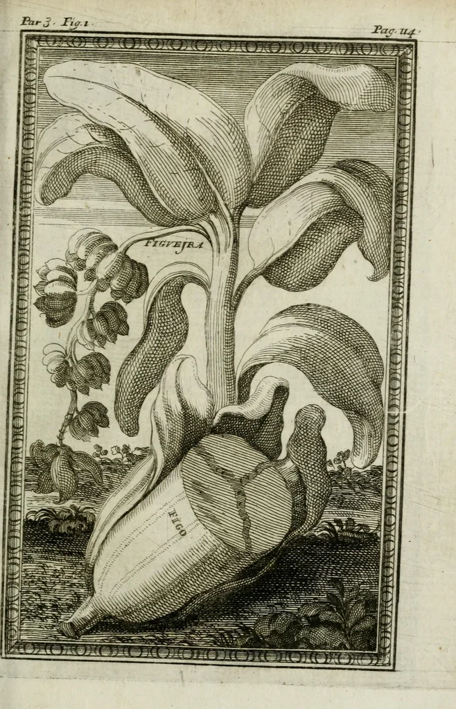 An illustration from Giro del mondo del dottor d. Gio. Francesco Gemelli Careri, 1699, leaf 131