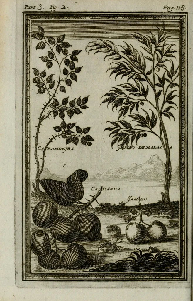 An illustration from Giro del mondo del dottor d. Gio. Francesco Gemelli Careri, 1699, leaf 146