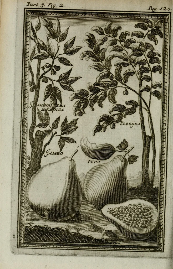 An illustration from Giro del mondo del dottor d. Gio. Francesco Gemelli Careri, 1699, leaf 154