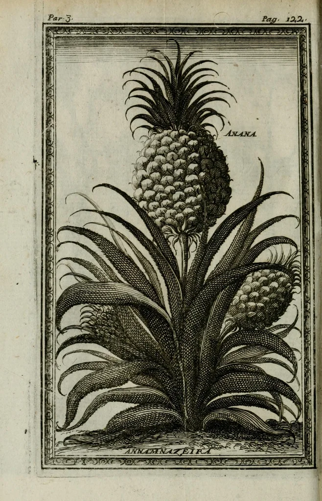 An illustration from Giro del mondo del dottor d. Gio. Francesco Gemelli Careri, 1699, leaf 162