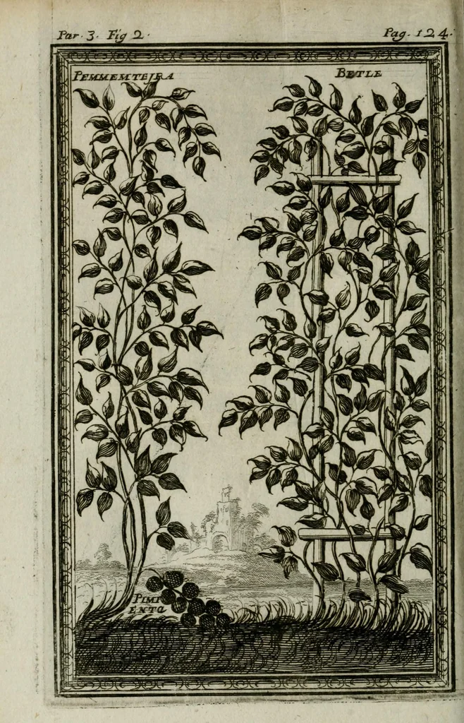 An illustration from Giro del mondo del dottor d. Gio. Francesco Gemelli Careri, 1699, leaf 168