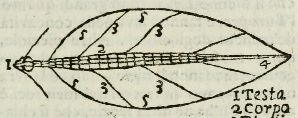 An illustration from Giro del mondo del dottor d. Gio. Francesco Gemelli Careri, 1699, leaf 195