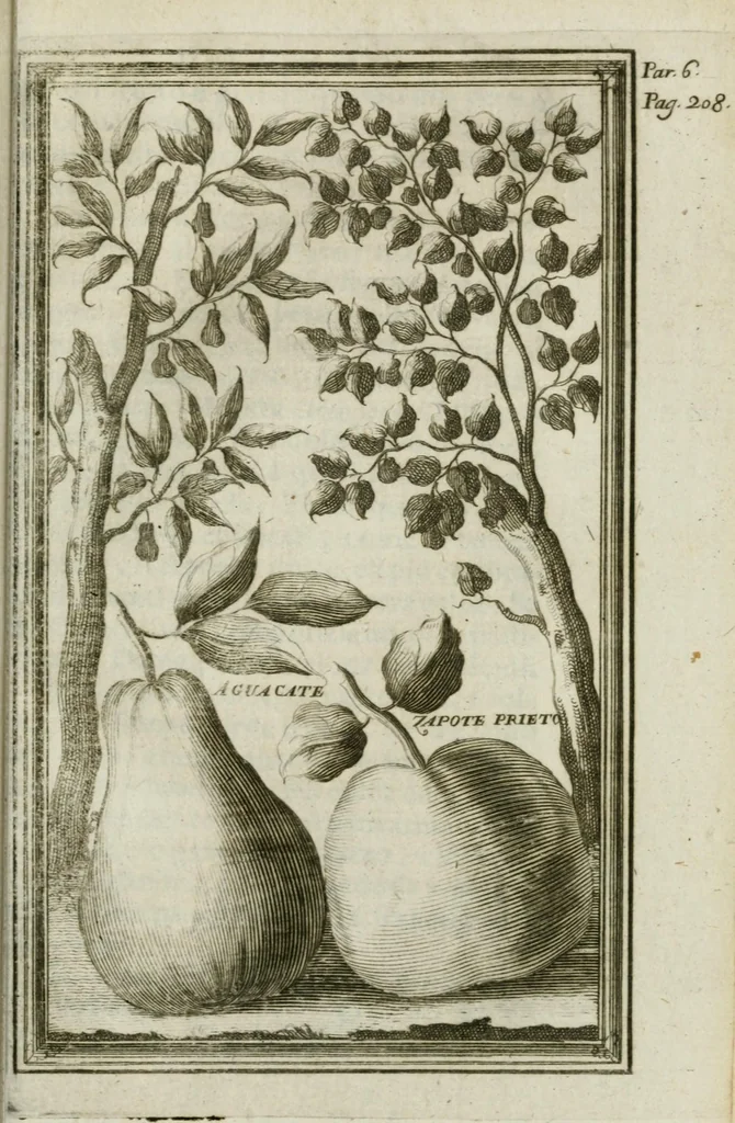 An illustration from Giro del mondo del dottor d. Gio. Francesco Gemelli Careri, 1699, leaf 251