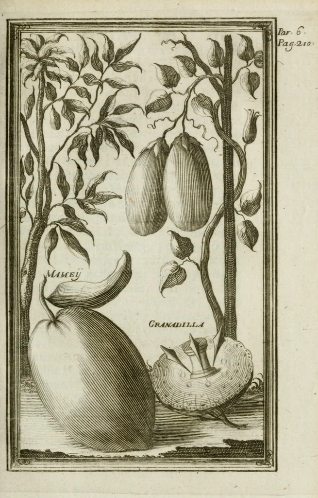 An illustration from Giro del mondo del dottor d. Gio. Francesco Gemelli Careri, 1699, leaf 255