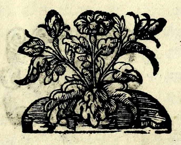 An illustration from Givditta : rappresentata, 1589, leaf 11