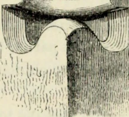 An illustration from A glossary of terms used in Grecian, Roman, Italian, and Gothic architecture, 1845, leaf 108