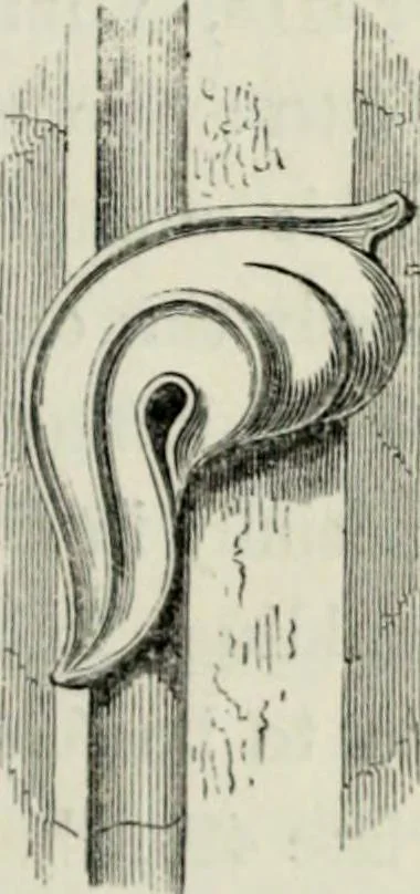 An illustration from A glossary of terms used in Grecian, Roman, Italian, and Gothic architecture, 1845, leaf 182