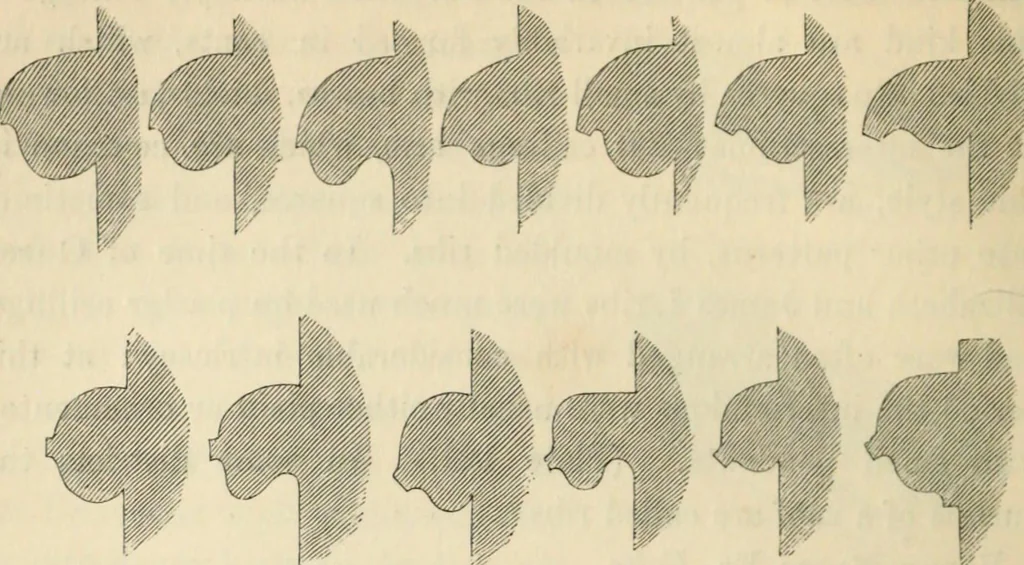An illustration from A glossary of terms used in Grecian, Roman, Italian, and Gothic architecture, 1845, leaf 327