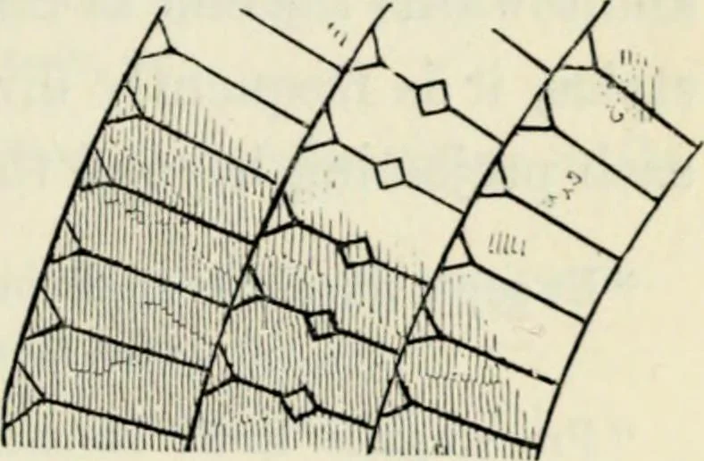 An illustration from A glossary of terms used in Grecian, Roman, Italian, and Gothic architecture, 1845, leaf 48