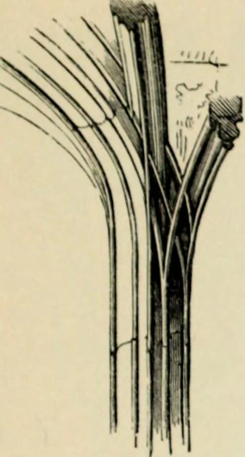 An illustration from A glossary of terms used in Grecian, Roman, Italian, and Gothic architecture, 1845, leaf 161