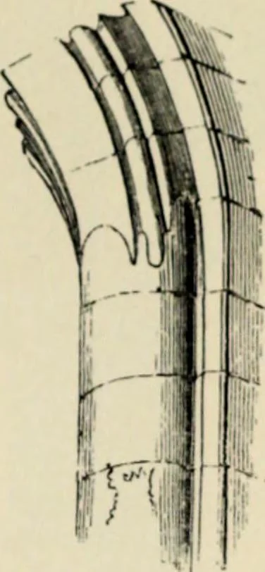 An illustration from A glossary of terms used in Grecian, Roman, Italian, and Gothic architecture, 1845, leaf 161