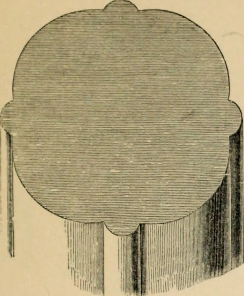An illustration from A glossary of terms used in Grecian, Roman, Italian, and Gothic architecture, 1845, leaf 239