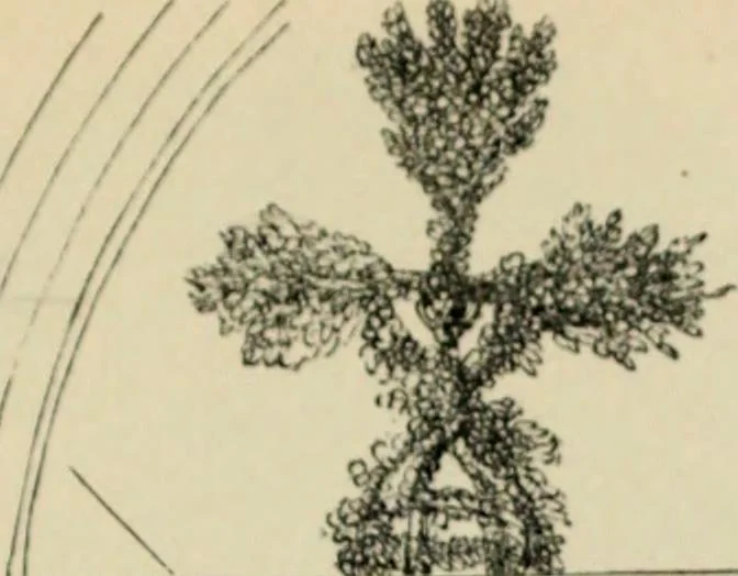 An illustration from A glossary of terms used in Grecian, Roman, Italian, and Gothic architecture, 1845, leaf 271