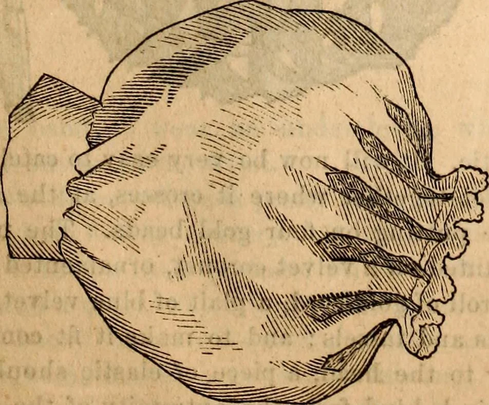 An illustration from Godey's lady's book, 1840, leaf 1119