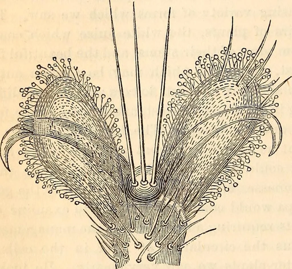 An illustration from Godey's lady's book, 1840, leaf 238