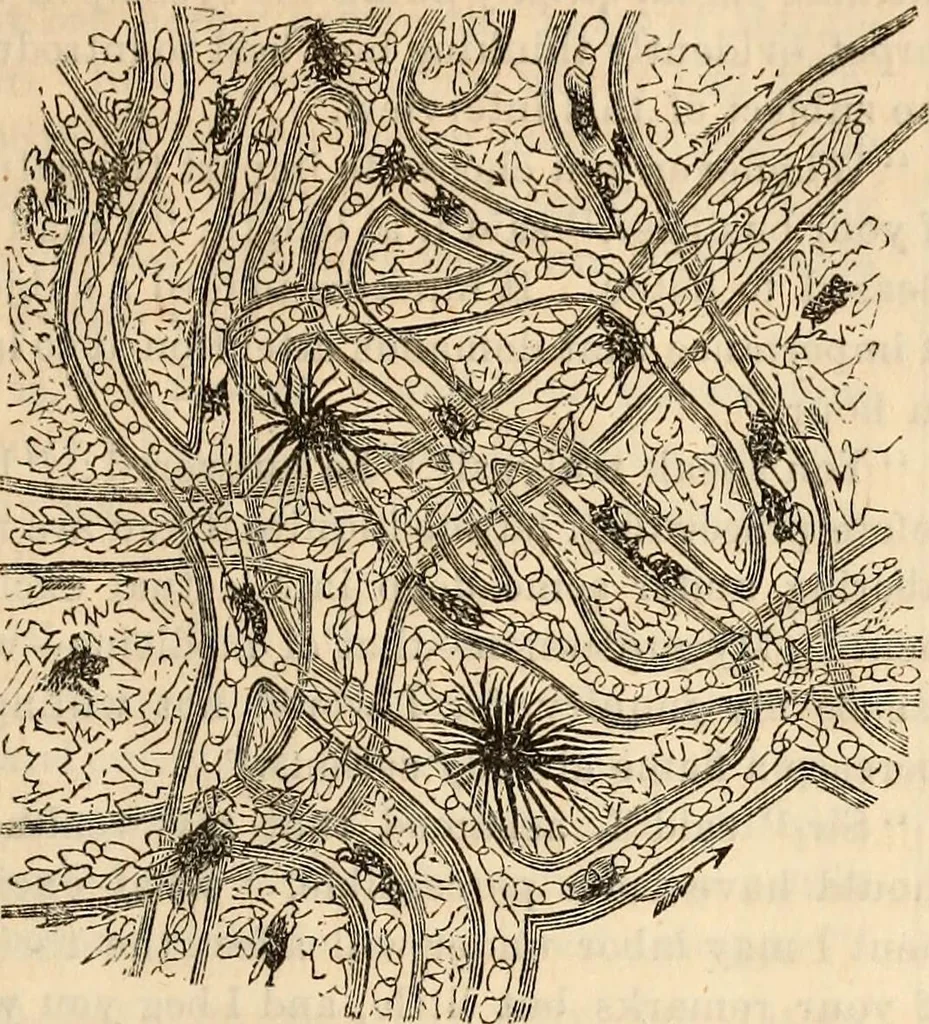 An illustration from Godey's lady's book, 1840, leaf 239