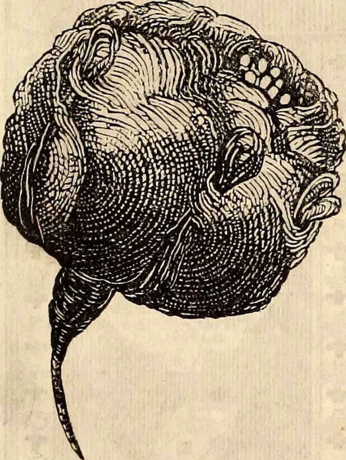 An illustration from Godey's lady's book, 1840, leaf 294