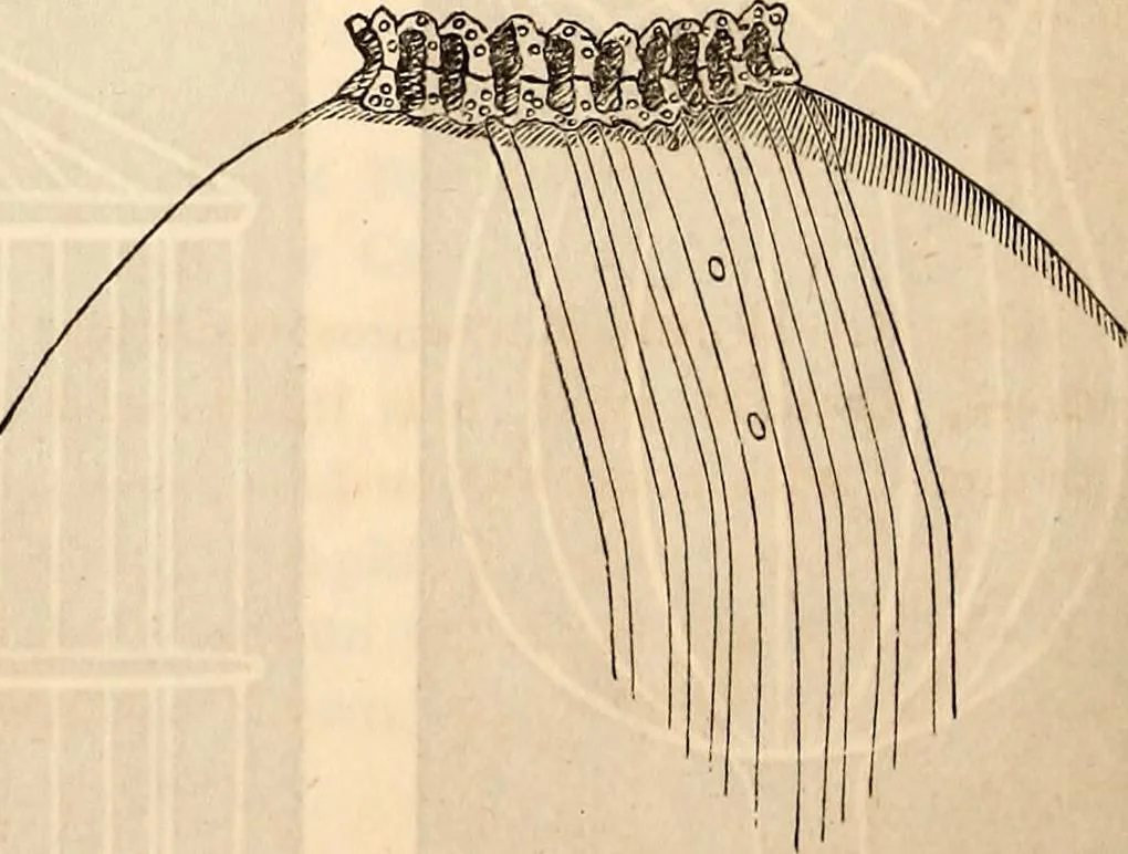 An illustration from Godey's lady's book, 1840, leaf 394
