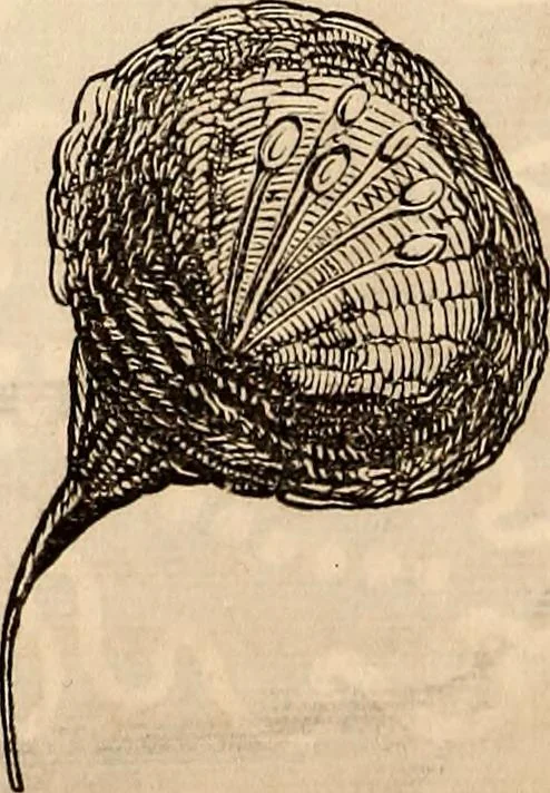 An illustration from Godey's lady's book, 1840, leaf 402
