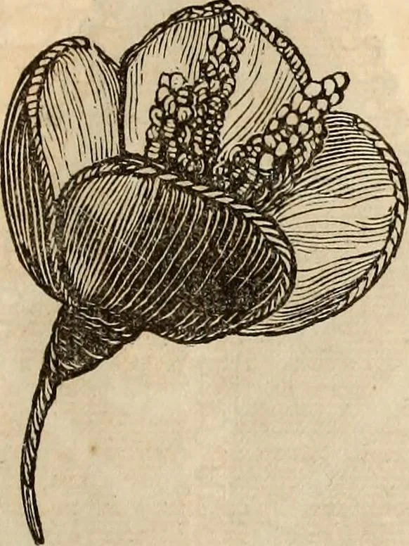 An illustration from Godey's lady's book, 1840, leaf 403