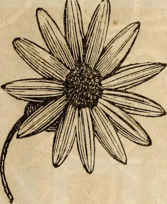 An illustration from Godey's lady's book, 1840, leaf 507