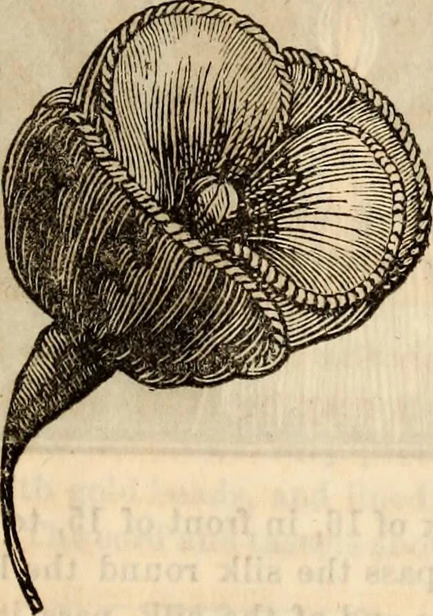 An illustration from Godey's lady's book, 1840, leaf 507