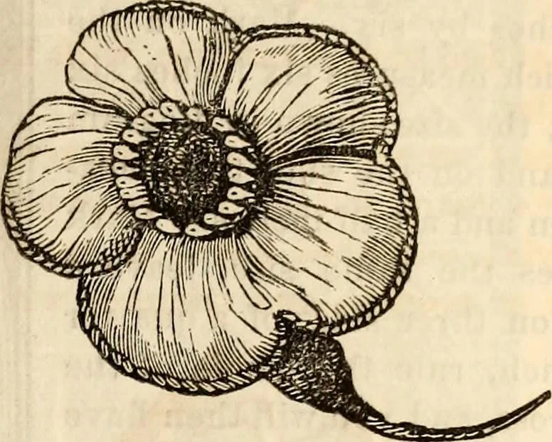 An illustration from Godey's lady's book, 1840, leaf 507