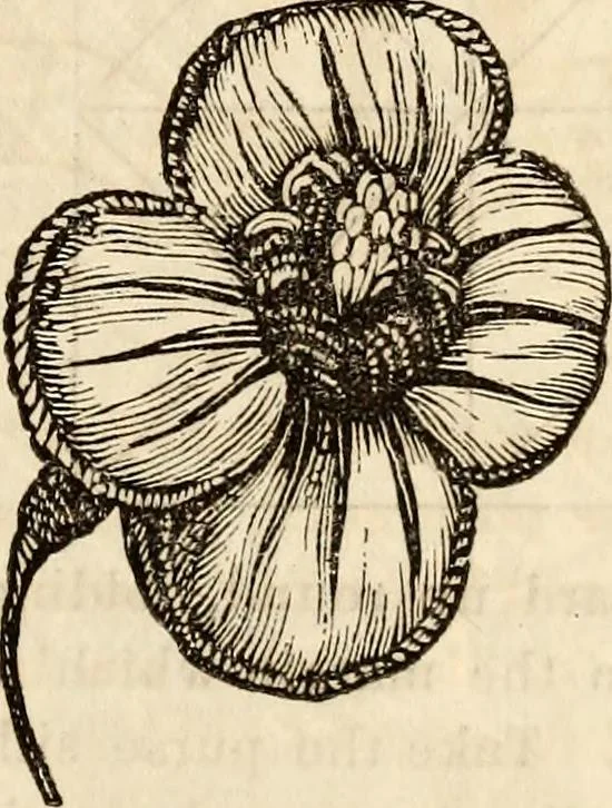 An illustration from Godey's lady's book, 1840, leaf 507