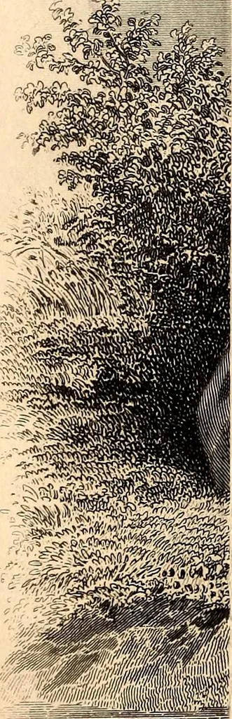 An illustration from Godey's lady's book, 1840, leaf 536