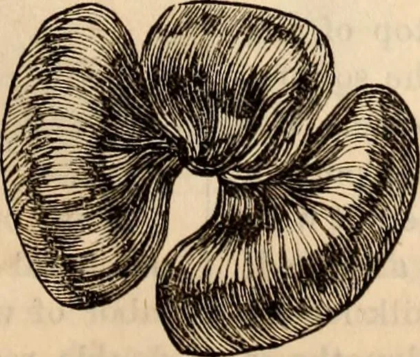 An illustration from Godey's lady's book, 1840, leaf 607