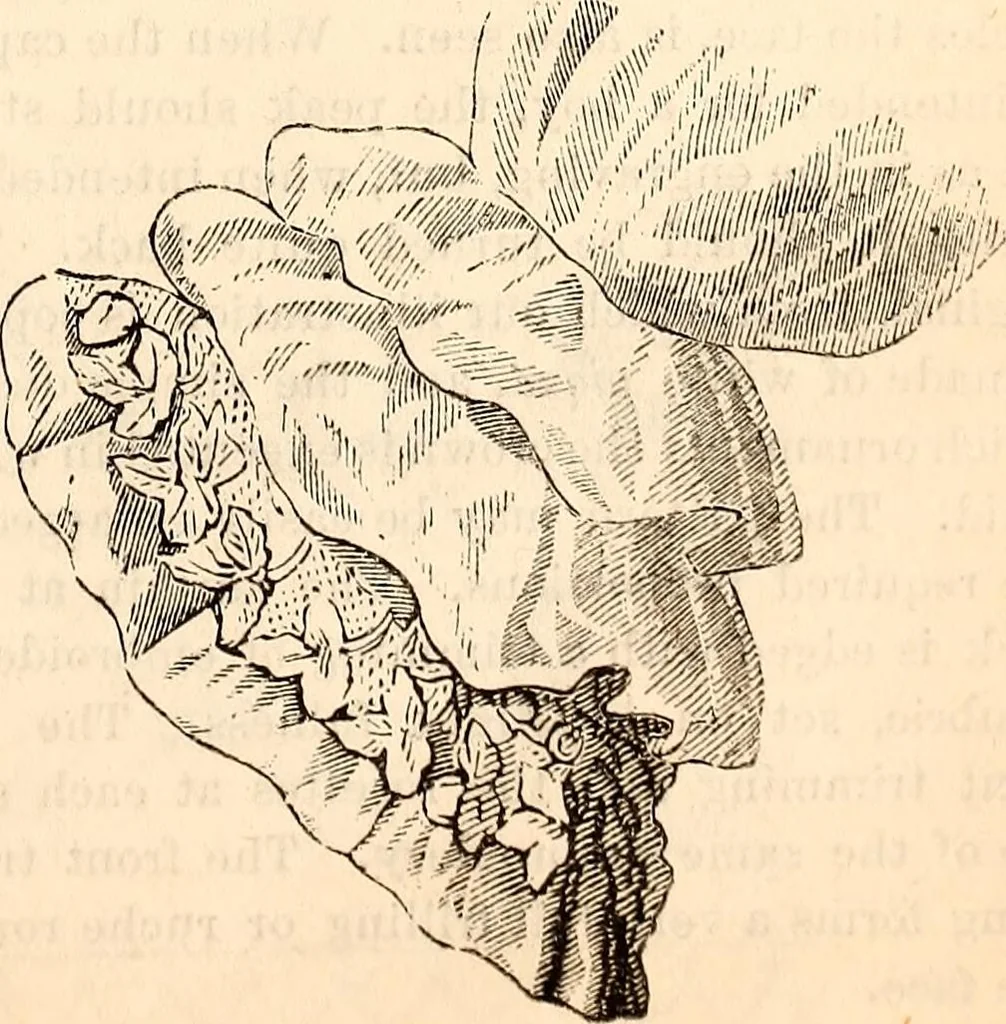 An illustration from Godey's lady's book, 1840, leaf 1048