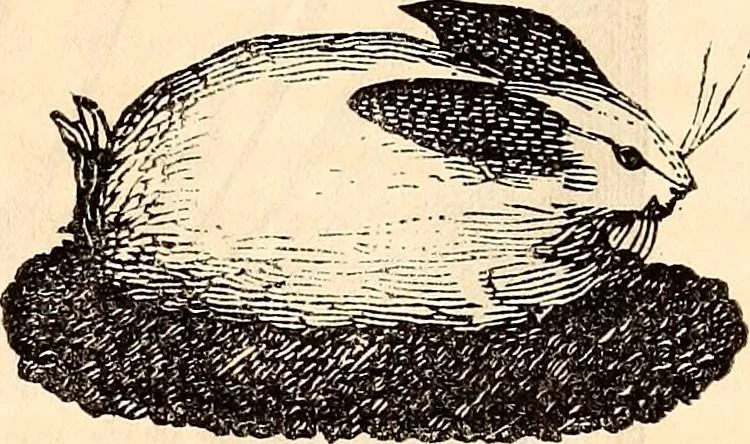 An illustration from Godey's lady's book, 1840, leaf 1156