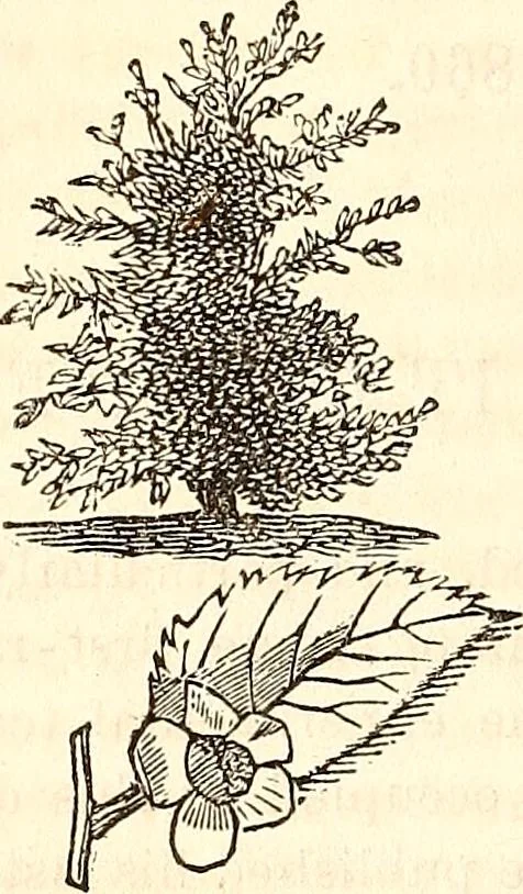 An illustration from Godey's lady's book, 1840, leaf 287
