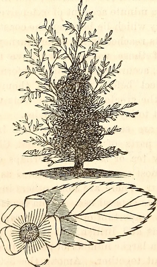 An illustration from Godey's lady's book, 1840, leaf 287