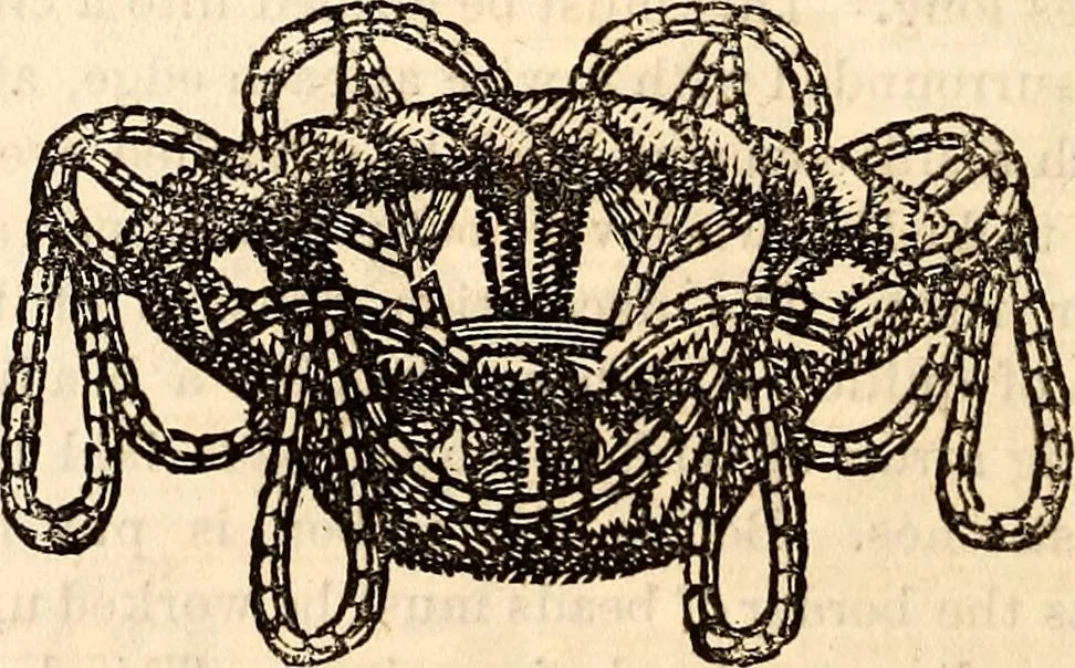 An illustration from Godey's lady's book, 1840, leaf 445