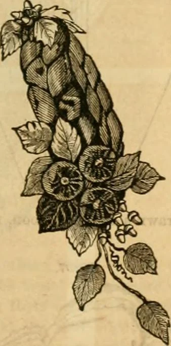 An illustration from Godey's lady's book 1861 Jan -June; Jul - Dec, 1861, leaf 1083