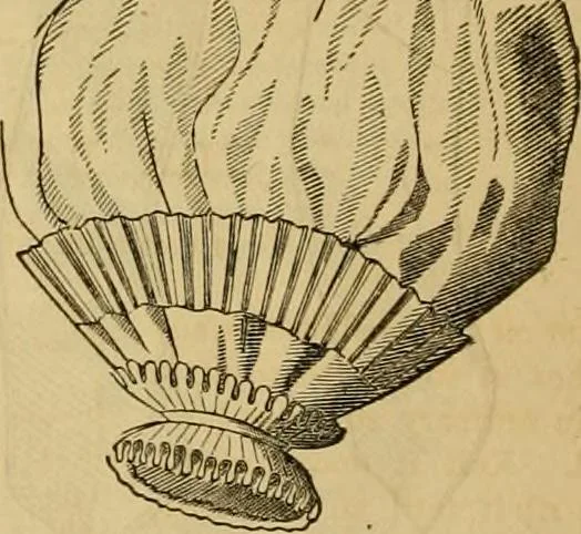 An illustration from Godey's lady's book 1861 Jan -June; Jul - Dec, 1861, leaf 176