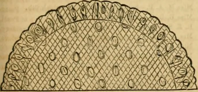 An illustration from Godey's lady's book 1861 Jan -June; Jul - Dec, 1861, leaf 205