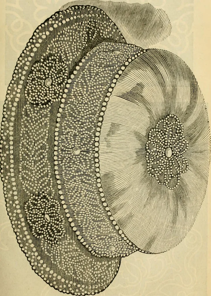 An illustration from Godey's lady's book 1861 Jan -June; Jul - Dec, 1861, leaf 225