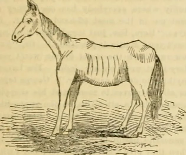 An illustration from Godey's lady's book 1861 Jan -June; Jul - Dec, 1861, leaf 447