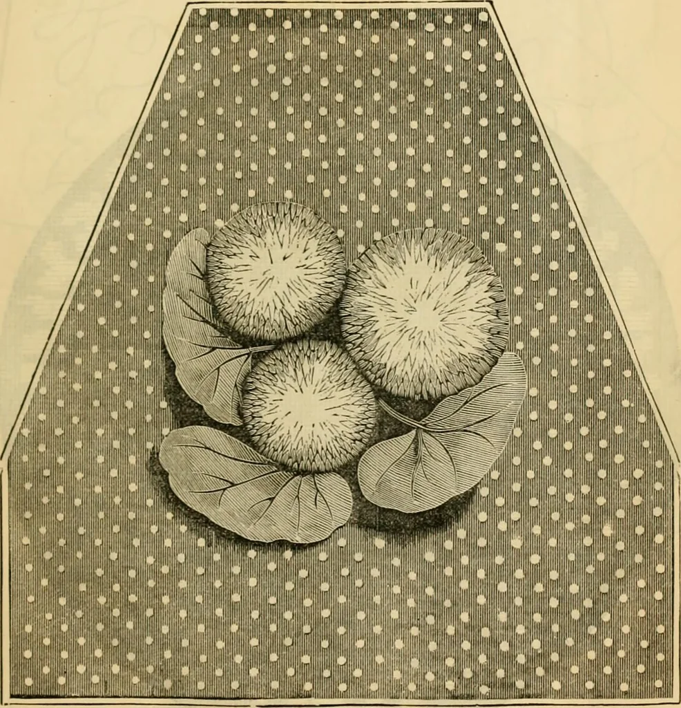 An illustration from Godey's lady's book 1861 Jan -June; Jul - Dec, 1861, leaf 747