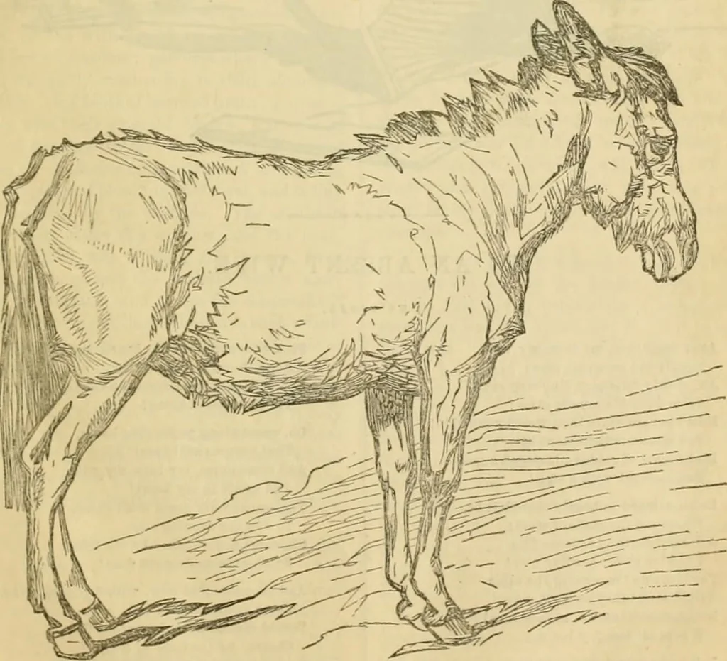An illustration from Godey's lady's book 1861 Jan -June; Jul - Dec, 1861, leaf 863