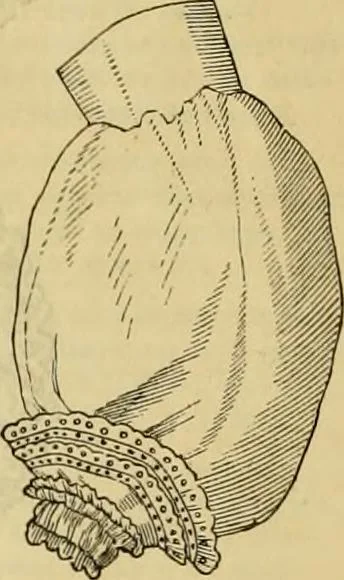 An illustration from Godey's lady's book 1861 Jan -June; Jul - Dec, 1861, leaf 890