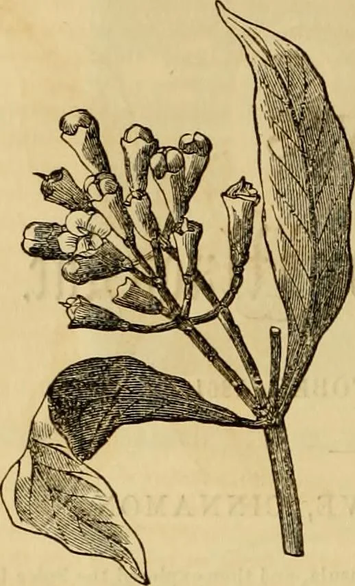 An illustration from Godey's lady's book 1861 Jan -June; Jul - Dec, 1861, leaf 928