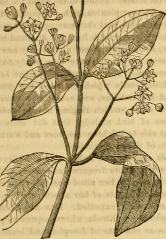 An illustration from Godey's lady's book 1861 Jan -June; Jul - Dec, 1861, leaf 931