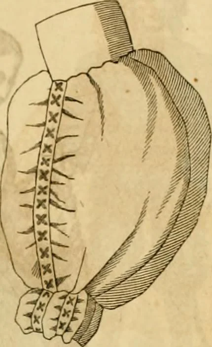 An illustration from Godey's lady's book 1861 Jan -June; Jul - Dec, 1861, leaf 985