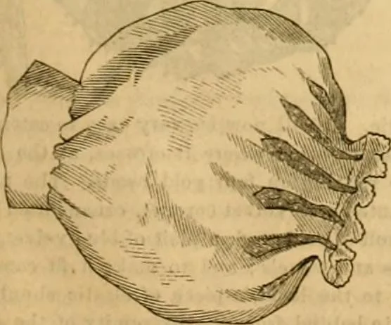 An illustration from Godey's lady's book 1862 Jan -June; Jul - Dec, 1862, leaf 477