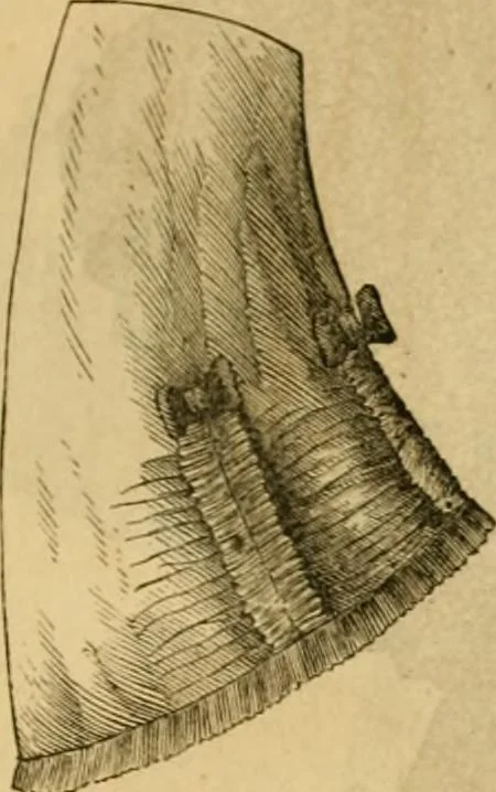 An illustration from Godey's lady's book 1862 Jan -June; Jul - Dec, 1862, leaf 479